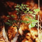 Kleiner, großer Baum