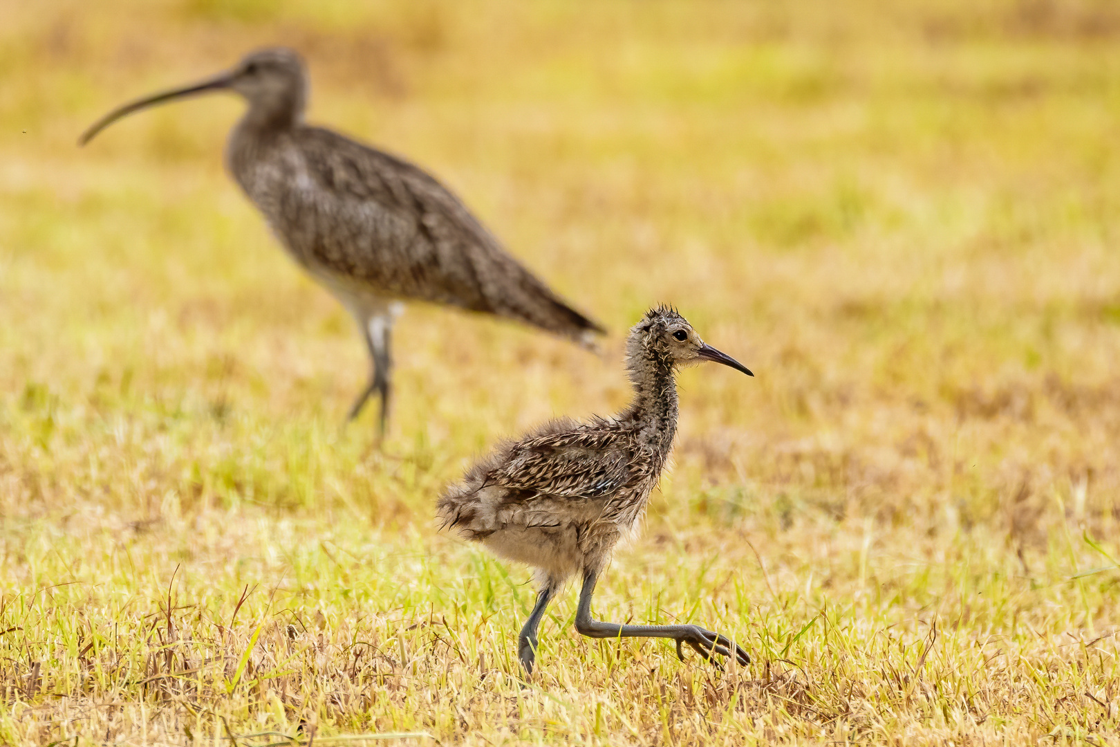 Kleiner Großer Brachvogel