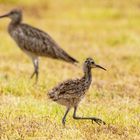 Kleiner Großer Brachvogel