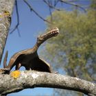 kleiner großer Vogel