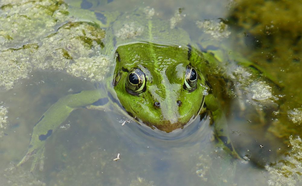 Kleiner Grüner