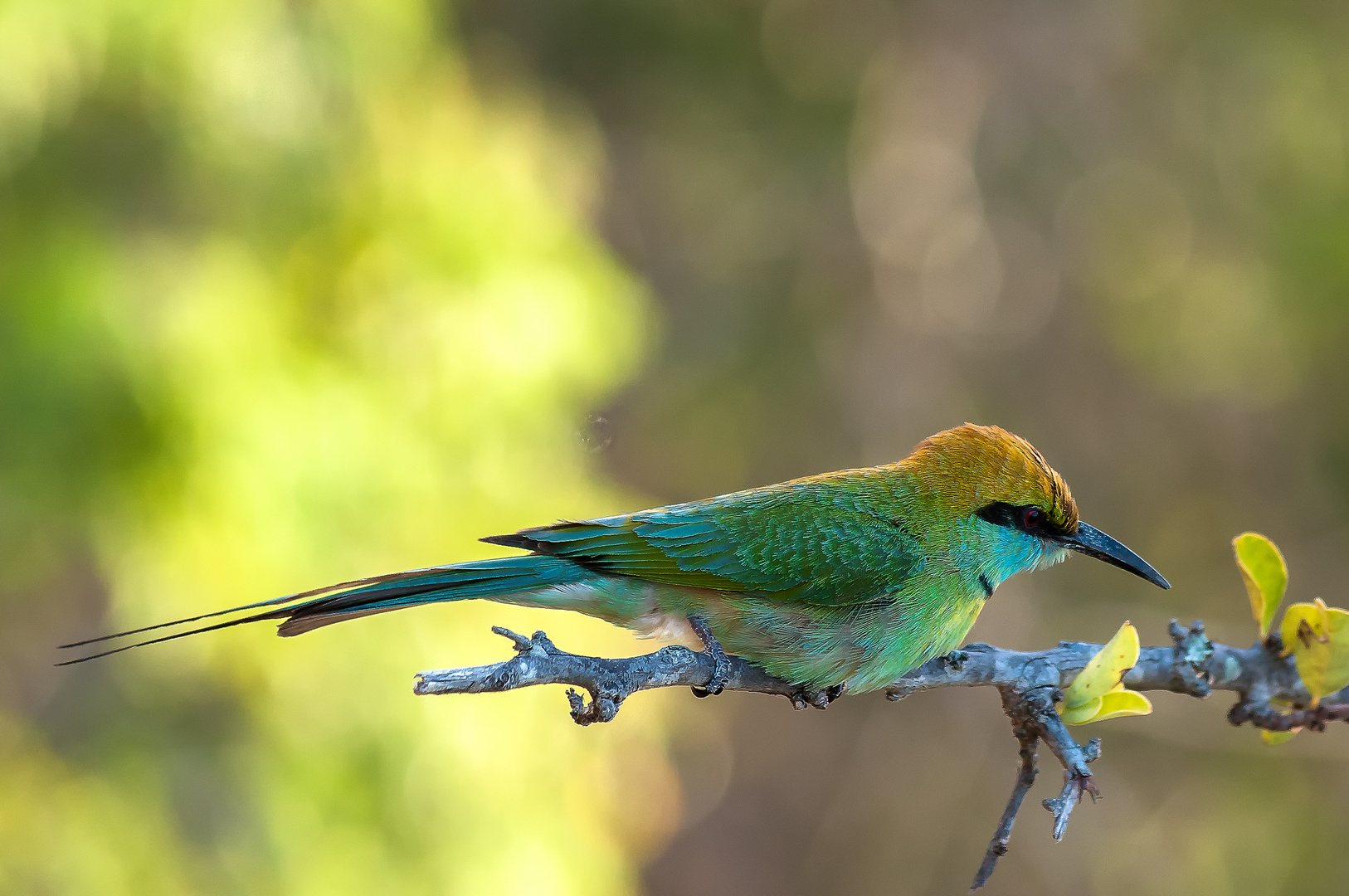 kleiner grüner Bienenesservogel/ Yala East Sri Lanka