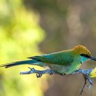 kleiner grüner Bienenesservogel/ Yala East Sri Lanka