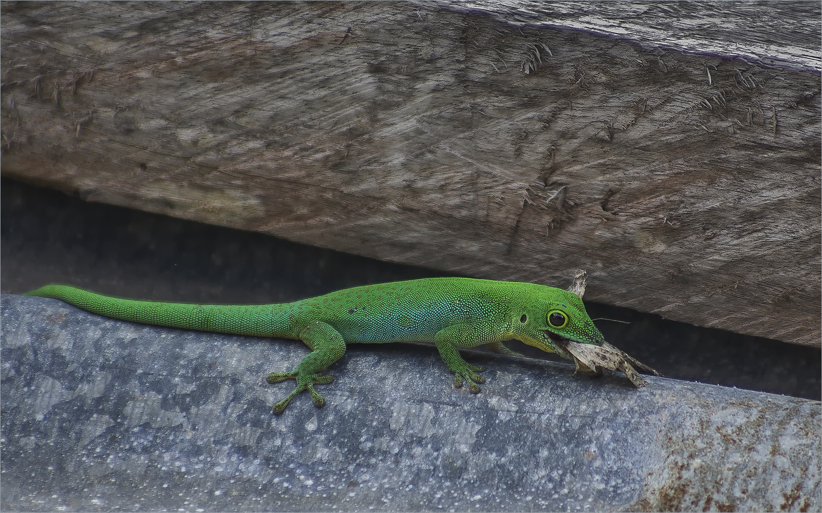 kleiner grüner drache