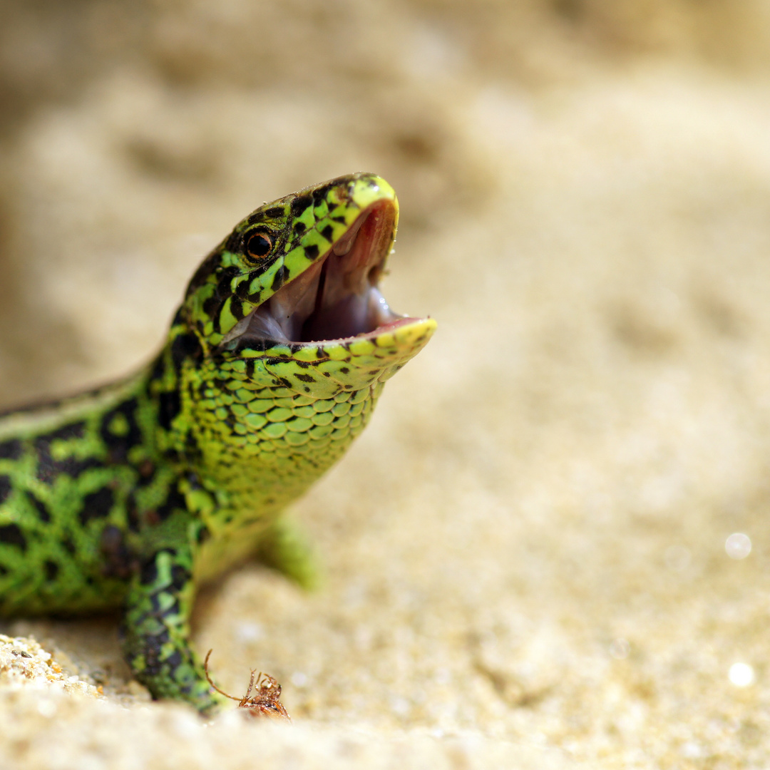 kleiner grüner Drache