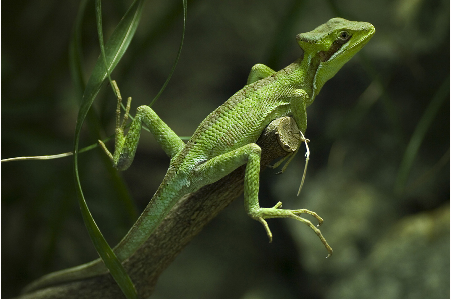 Kleiner, grüner Drache