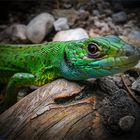 kleiner grüner drache ganz groß