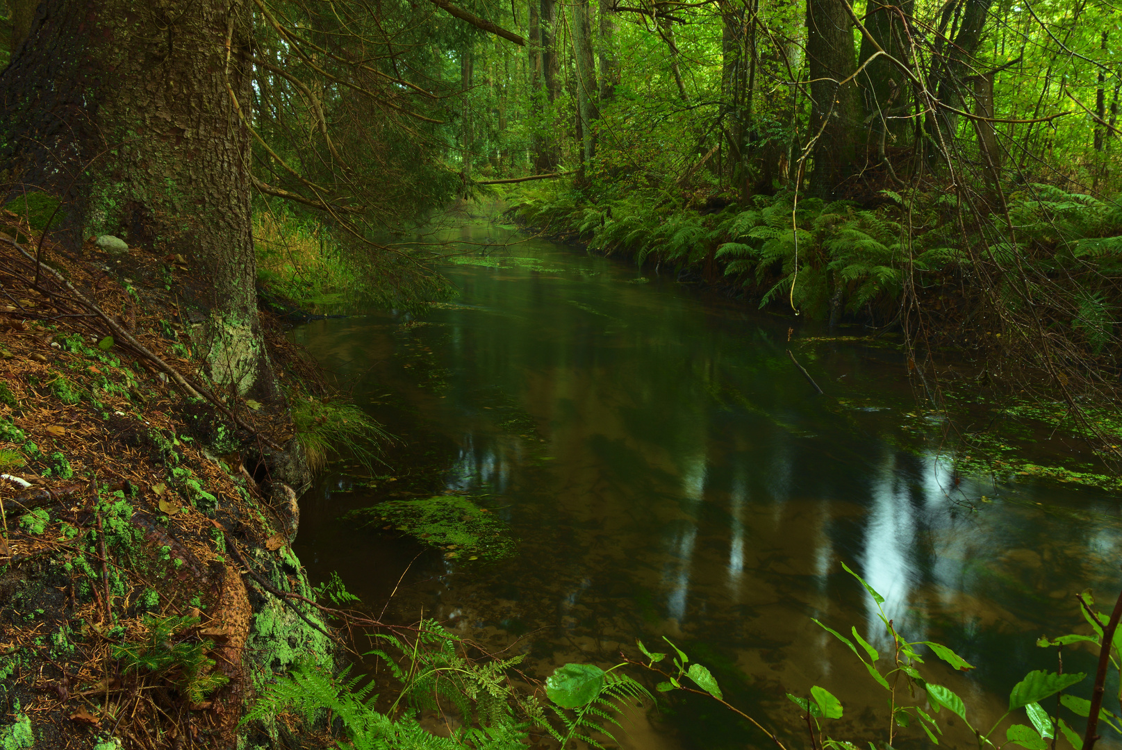 kleiner grüner Fluss