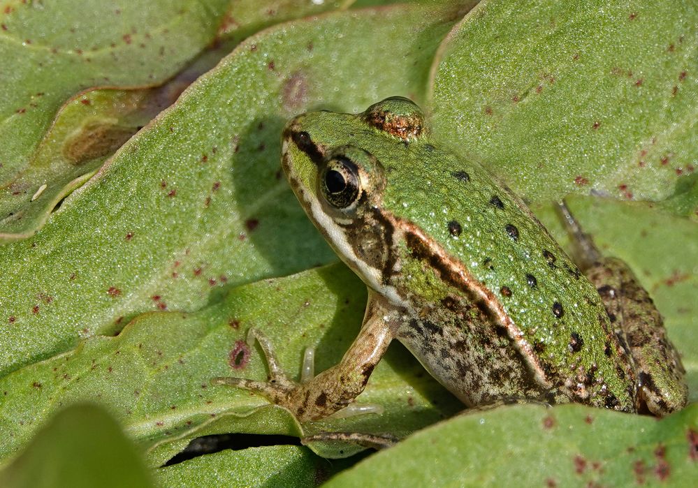Kleiner grüner Frosch... Foto & Bild | tiere, wildlife, amphibien