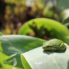 Kleiner grüner Frosch