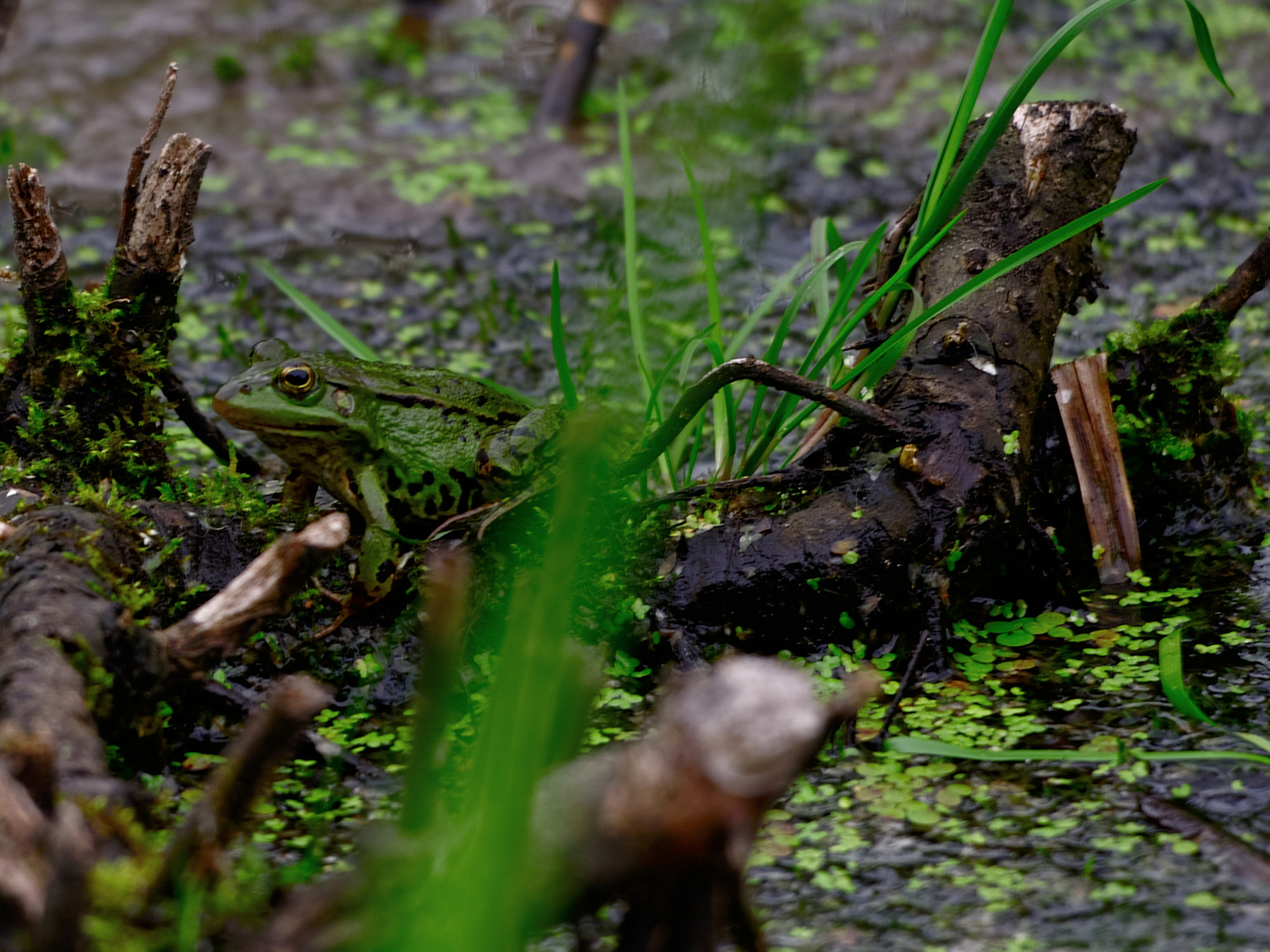 kleiner grüner Frosch