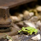 Kleiner grüner Gleishüpfer