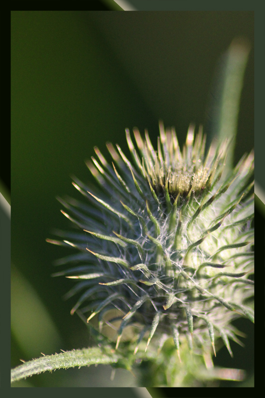 kleiner grüner Igel