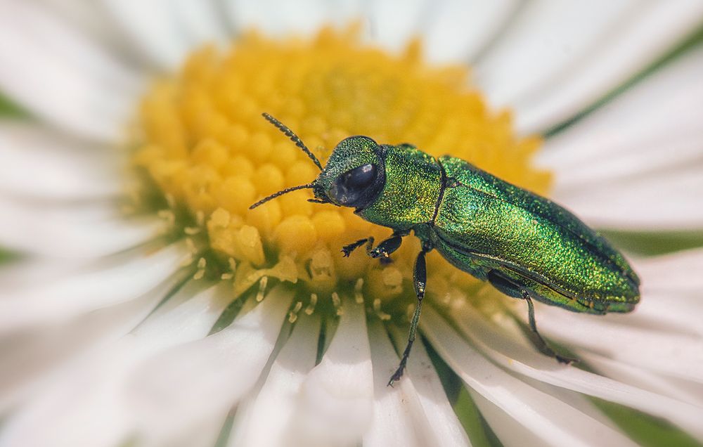 Kleiner grüner Käfer