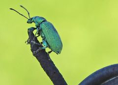 kleiner grüner Käfer