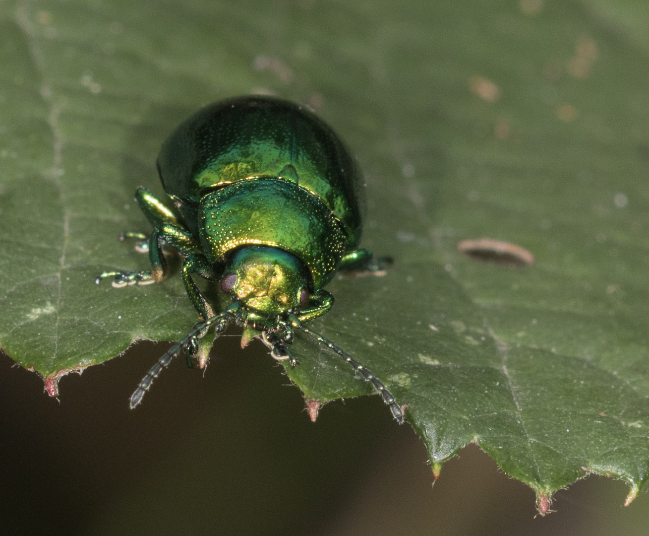 kleiner grüner Käfer, allein