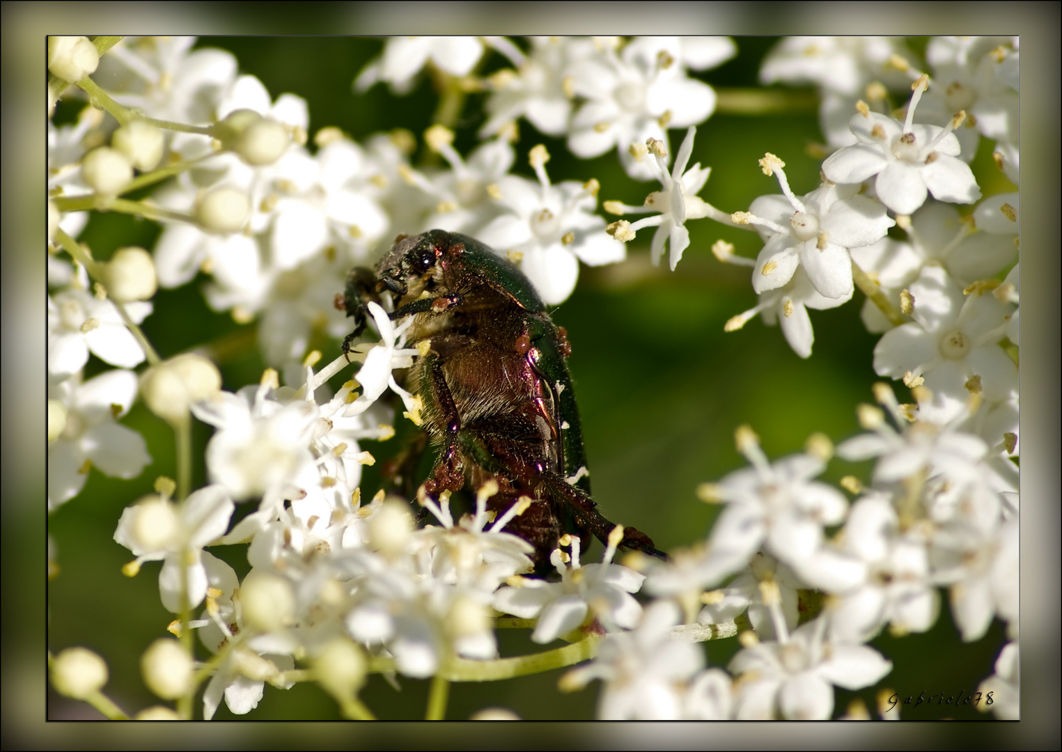 Kleiner grüner Käfer zwischen Hollunderblüten