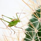 kleiner grüner Kakteenfreund