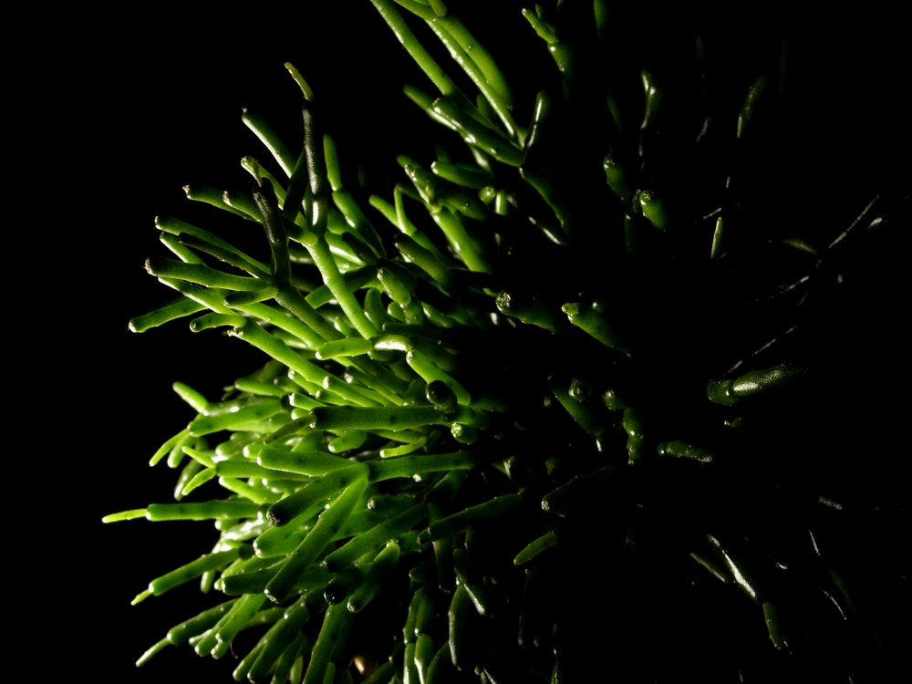 Kleiner Grüner Kaktus