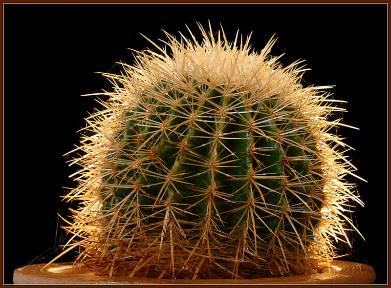..Kleiner grüner Kaktus... *Reload*