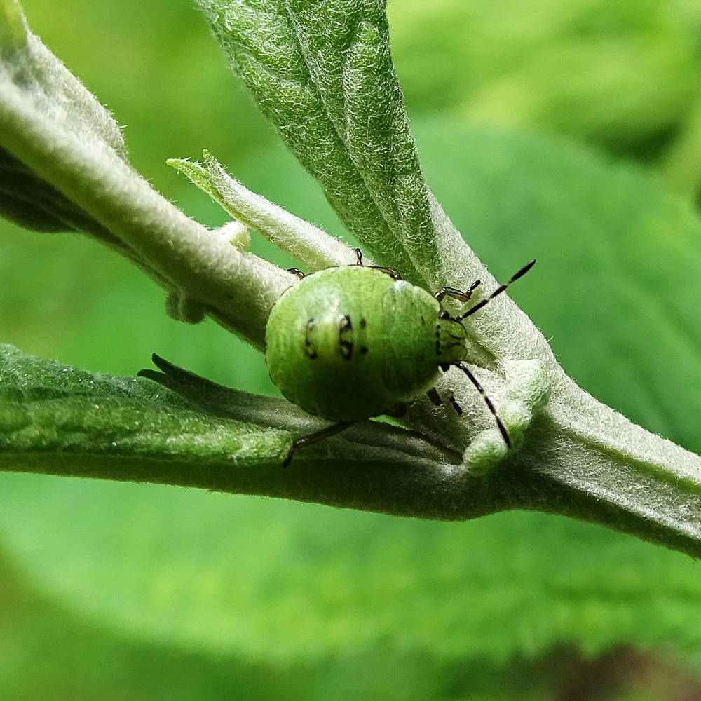 Kleiner grüner Knopf