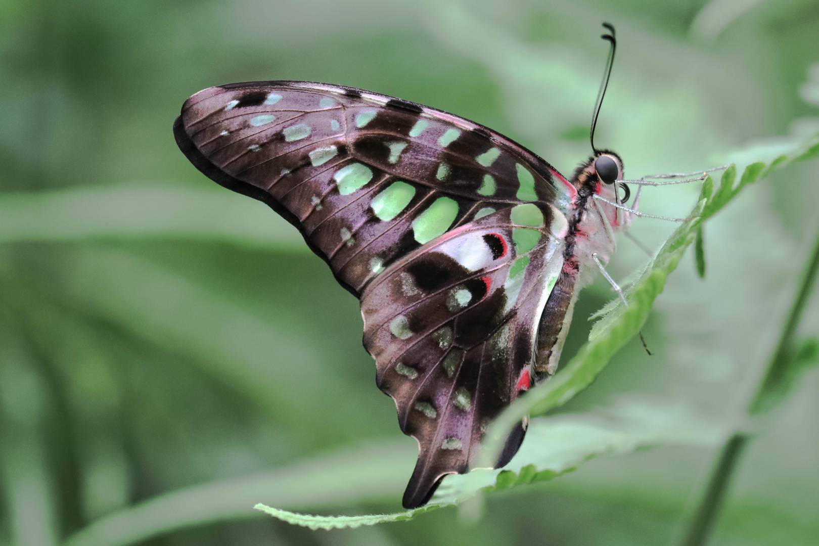 Kleiner Grüner Kolibri 