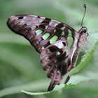 Kleiner Grüner Kolibri 