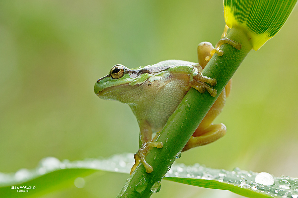 ...kleiner grüner Laubfrosch...