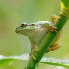 ...kleiner grüner Laubfrosch...