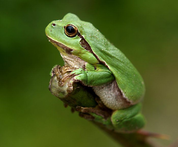 kleiner grüner Laubfrosch