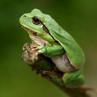 kleiner grüner Laubfrosch