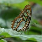 Kleiner grüner Schmetterling