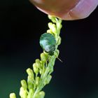 kleiner grüner Stinker