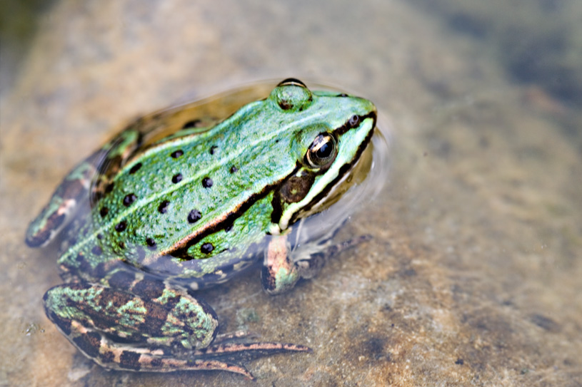 Kleiner grüner Teichfrosch