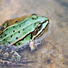 Kleiner grüner Teichfrosch