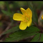 Kleiner Grünling auf gelber Blüte :)