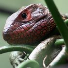 Kleiner Gruß aus dem Leipziger Zoo