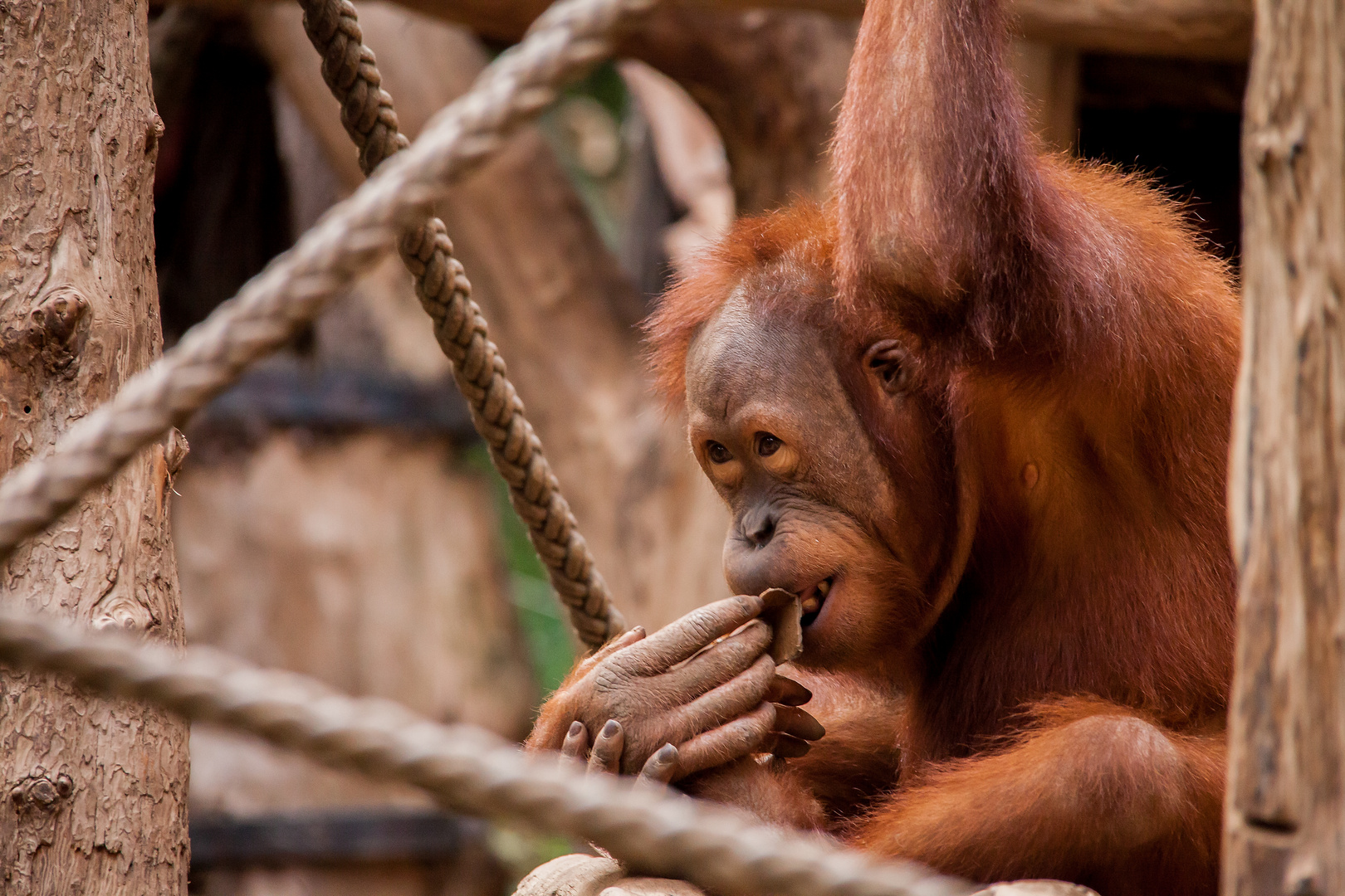 kleiner Halbstarker Orangutan