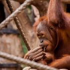 kleiner Halbstarker Orangutan