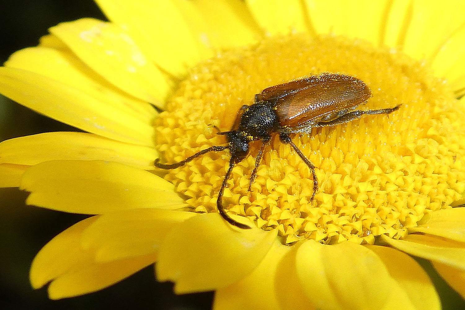 Kleiner Halsbock