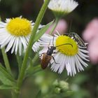 Kleiner Halsbock (Pseudovadonia livida)