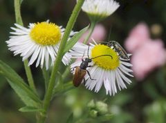 Kleiner Halsbock (Pseudovadonia livida)