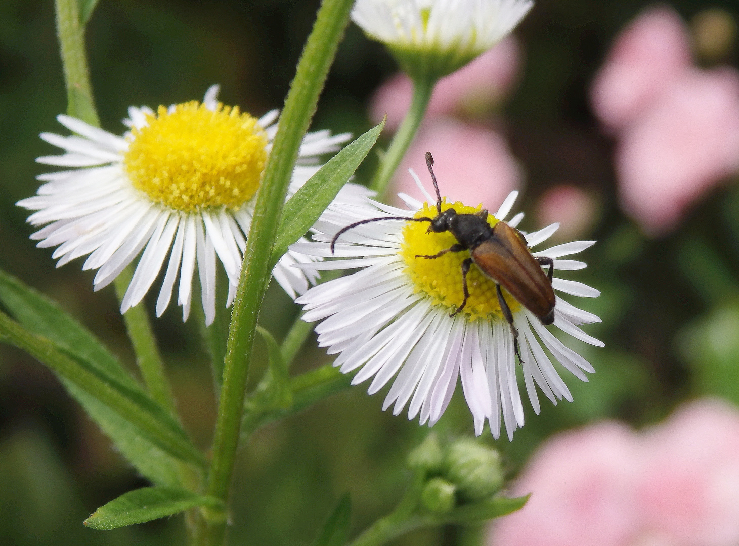 Kleiner Halsbock (Pseudovadonia livida)