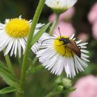 Kleiner Halsbock (Pseudovadonia livida)