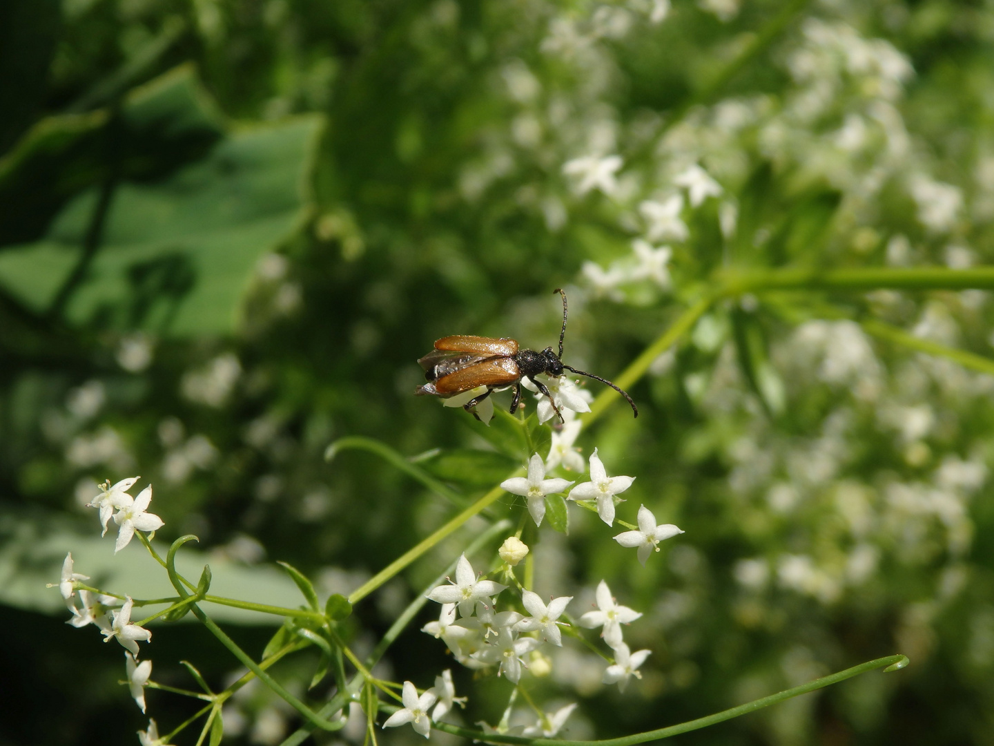 Kleiner Halsbock (Pseudovadonia livida) auf Labkraut