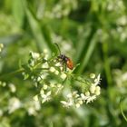 Kleiner Halsbock (Pseudovadonia livida) auf Labkraut