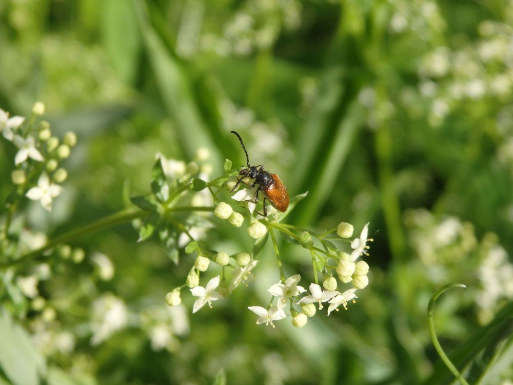 Kleiner Halsbock (Pseudovadonia livida) auf Labkraut