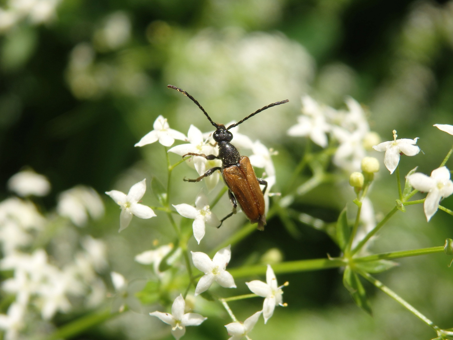 Kleiner Halsbock (Pseudovadonia livida) auf Labkraut