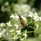 Kleiner Halsbock (Pseudovadonia livida) auf Labkraut