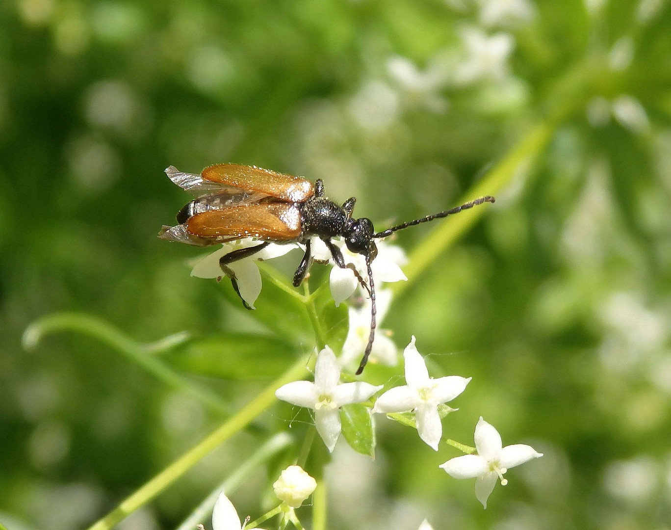 Kleiner Halsbock (Pseudovadonia livida) auf Labkraut - gleich hebt er ab